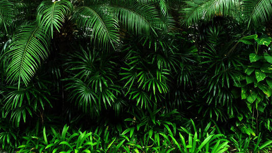 热带绿叶的垂直花园, 对比