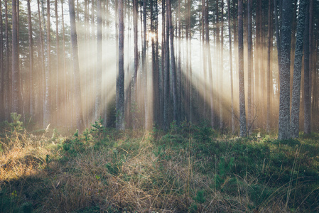 美丽光束通过树木的森林中。复古木纹电影