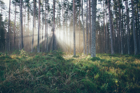 美丽光束通过树木的森林中。复古木纹电影