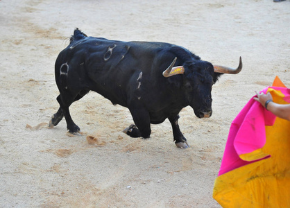 在西班牙斗牛时的斗牛