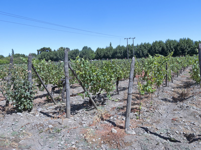 在米埔山谷，智利的葡萄酒产业