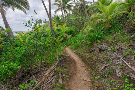 Trailway 从 havaizinho 到 Gamboa 海滩在树林中间
