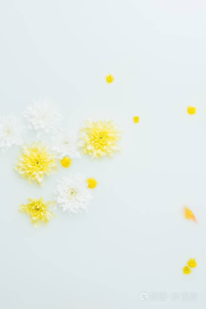 牛奶背景中黄花菊花的顶部观照片-正版商用图片08fimi-摄图新视界