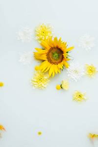 鲜黄色向日葵和菊花在牛奶中的顶部视图