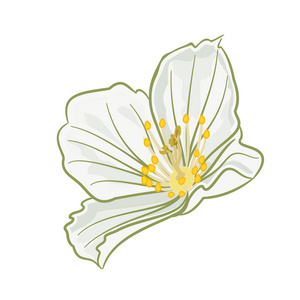 茉莉花矢量无缝模式用钱袋茉莉花吉祥物卡通矢量插画茉莉花和芽的老式