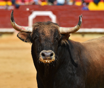 大角牛图片大全