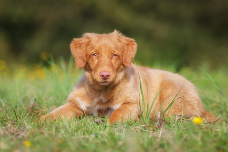 新斯科舍省鸭收费猎犬小狗