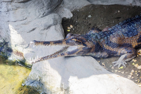 鳄鱼鳄住在马来西亚.它属于濒危动物物种照片