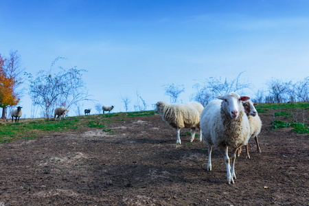成群的羊萨福克和德国美利奴在山地牧场放牧。乌克兰西部秋季的喀尔巴阡山脉山脉