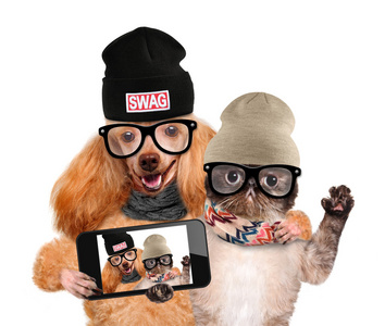 狗与猫服用和一款智能手机的拍照