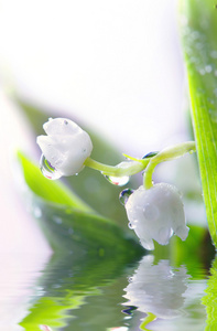 山谷的百合花的关门     