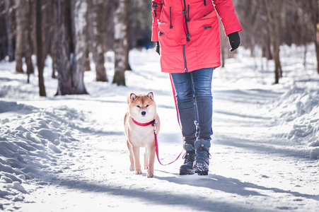 犬的狗在冬天森林里的路上和主人一起走在皮带上