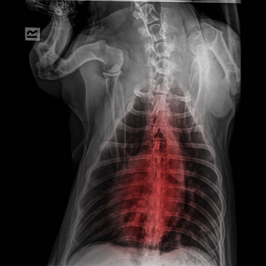 犬后视的 X 线闭合于胸部标准和胸部红色突出的呼吸系统肺炎和支气管炎的体征兽医医学和兽医解剖概念