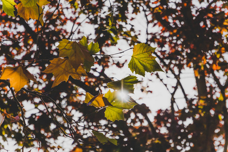 秋城公园的树枝特写镜头, 初秋, 树上有金色和橙色的色调