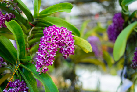 Rhynchostylis 柏兰花花在兰花农场红和 pi