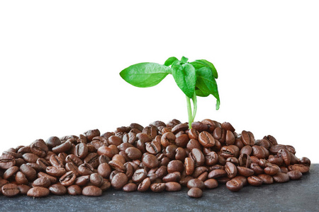 与咖啡的咖啡豆叶片上孤立的白色背景