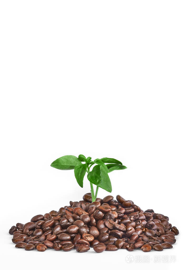 咖啡豆和白色背景的叶子
