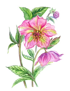 嚏根草花与芽和叶子, 水彩绘画在白色背景, 与修剪路径隔绝照片