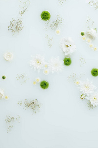 美丽的白绿菊花与牛奶中的满天星