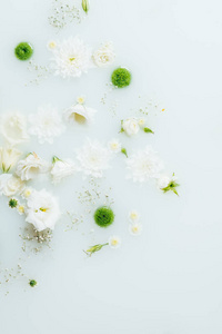 美丽的白绿菊花与牛奶中的满天星