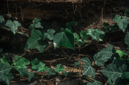 在一棵老树上的绿色爬虫植物。木背景。绿色植物。纹理