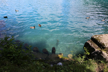 在斯洛文尼亚的 Triglav 国家公园里, 流血的湖泊位于阿尔卑斯山脚下。