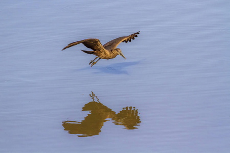 Hamerkop 在南非克鲁格国家公园Scopus 鹳家族 Scopidae