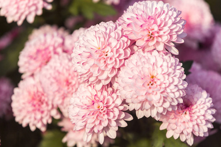 花, 花菊花, 菊花壁纸, 菊花秋季