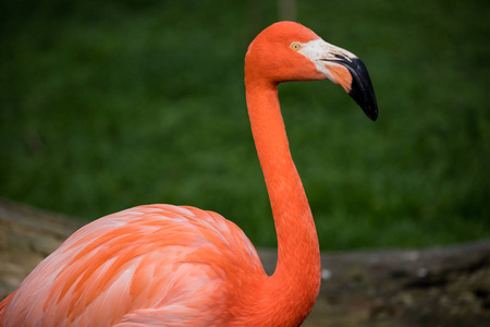 西班牙马德里的一座花园里的粉红色火烈鸟, 其科学名称是 Phoenicopterus
