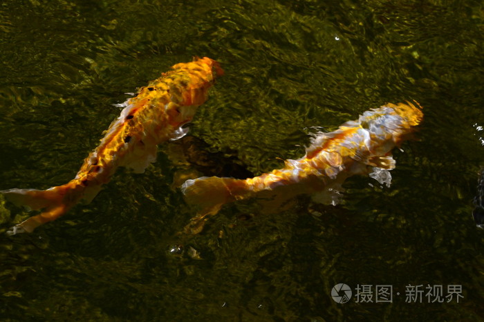 两个黄金鱼在水里