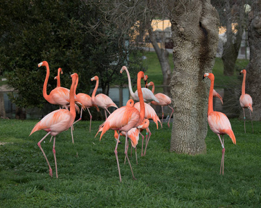 西班牙马德里的一个花园里的粉红色火烈鸟家族, 其科学名称是 Phoenicopterus