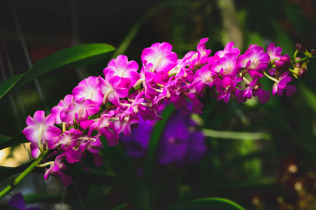 在花园中的粉红的节奏花, 在泰国的兰花