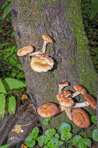 小组森林蘑菇, 早期的蜂蜜木耳在一个晴朗的天