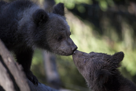 bearcub 兄弟接吻触摸鼻子关闭