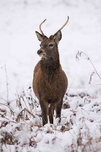 在深雪中的年轻红鹿雄鹿