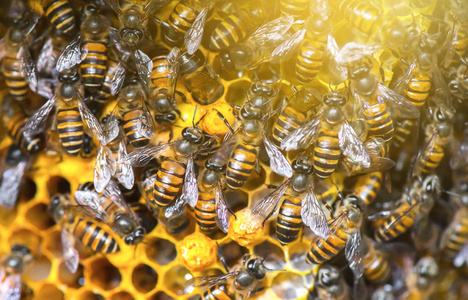 近距离工作蜜蜂蜂蜜的单元格上的视图