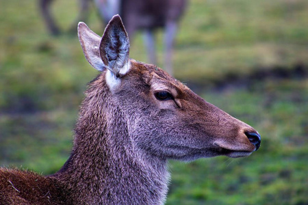 一只还没有长出角的小鹿在牧场上行走。动物生活在保护区里