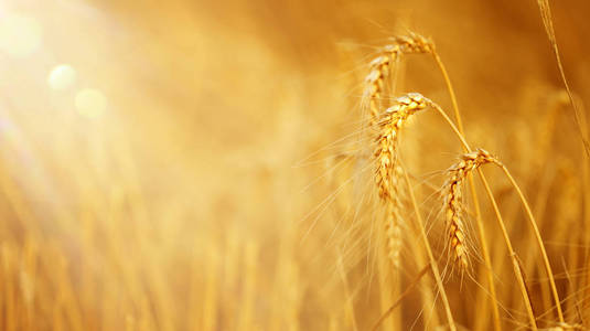 金色的麦子在美丽的田野上阳光明媚的夏日