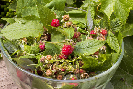 夏天的时候, 在一个大的玻璃碗里, 树叶上的树莓和树莓串在自然的葡萄