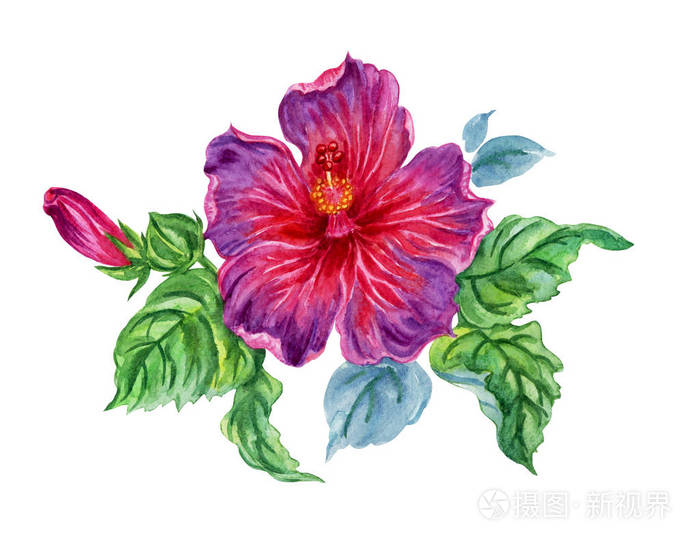 芙蓉花 水彩画在白色背景 隔绝照片 正版商用图片08gd4n 摄图新视界 芙蓉花 水彩画在白色背景 隔绝照片 正版商用图片08gd4n 摄图新视界