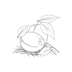 美味 roscon 德雷耶斯 用矢量插画顿悟假期问候丝带李子.干.