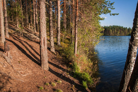 美丽的风景与湖在日落在俄罗斯卡累利阿