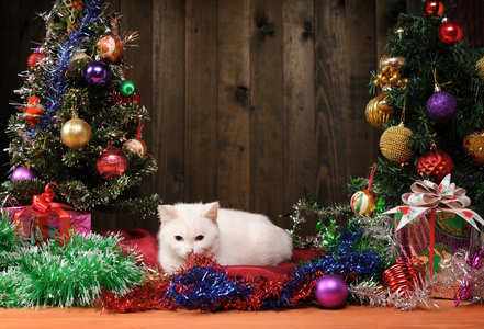 白色的猫玩旁边的圣诞树
