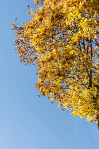 黄克朗枫叶对蓝天, 秋季自然抽象背景