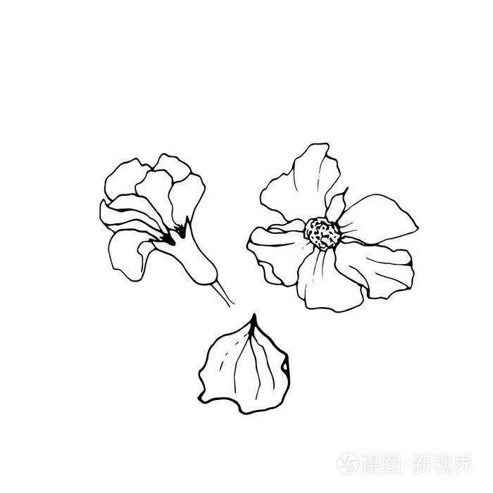 石榴花矢量插图白色装饰石榴花