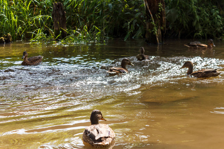 木头鸭子在水里图片