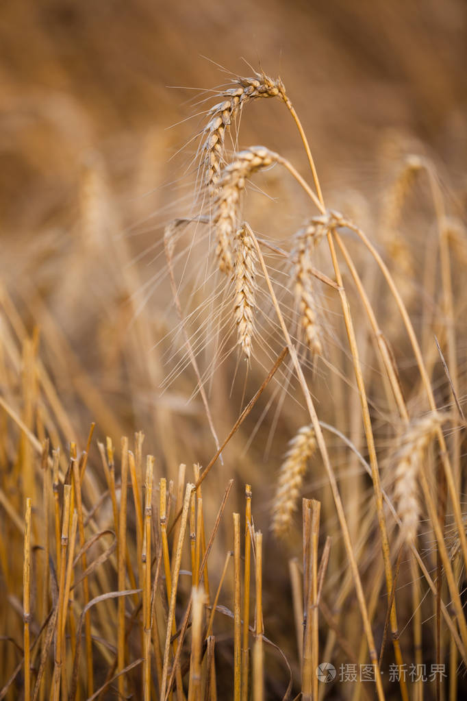 金色的麦子在美丽的田野上阳光明媚的夏日