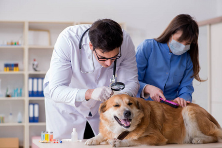 医生和助理检查兽医 cli 中的金猎犬狗