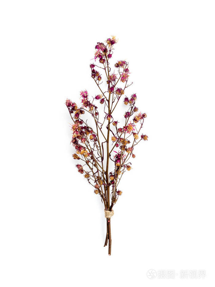 在白色背景查出的干燥和枯萎的红色满天星花的顶部视图花束
