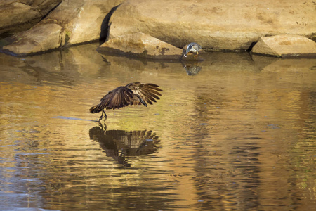 Hamerkop 在南非克鲁格国家公园Scopus 鹳家族 Scopidae